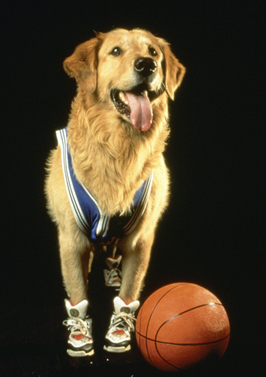 airbud