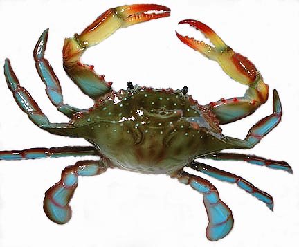 CrabBlue