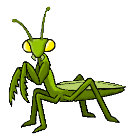 mantis