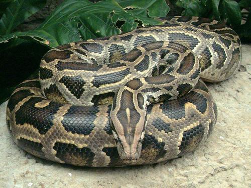 burmese-python