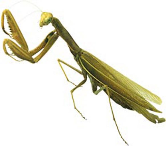 praying-mantis
