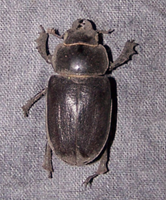 real_beetle1