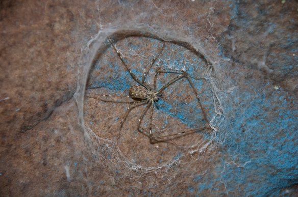 fungus_lampshade_spider