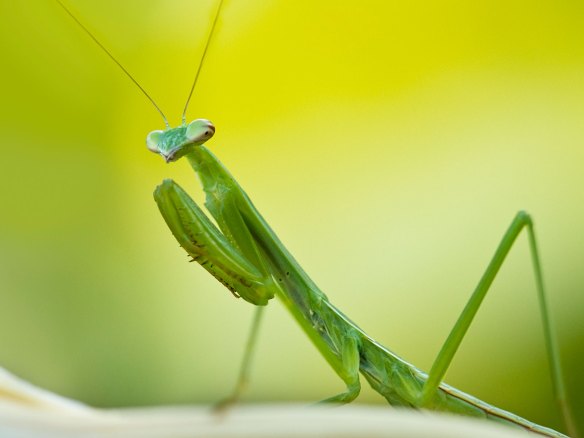 praying_mantis