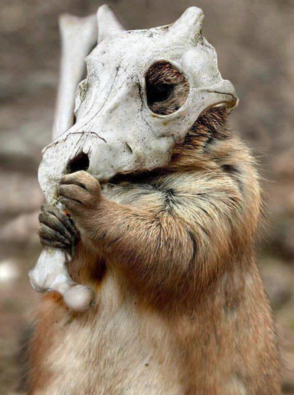 real-life-cubone-pokemon